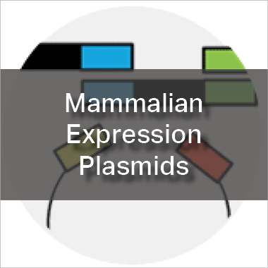 Mammalian Expression Plasmids