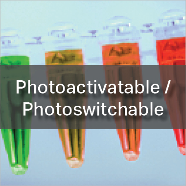 Photoactivatable and Photoswitchable Proteins