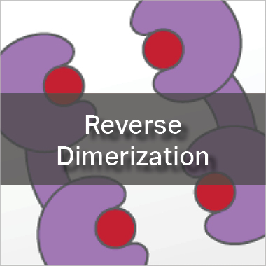Reverse Dimerization