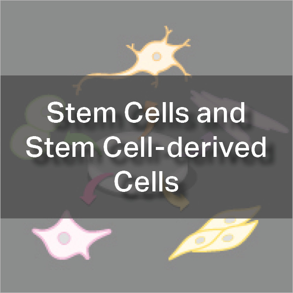 Stem Cells and Stem Cell-derived Cells