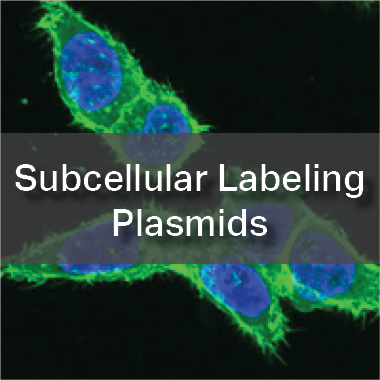 Subcellular Labeling Plasmids