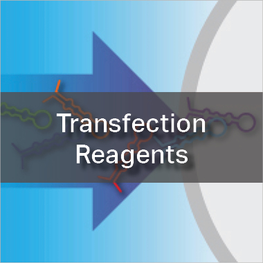 Transfection Reagents