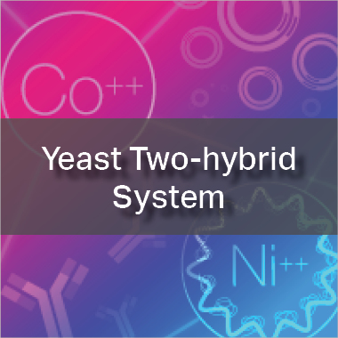Yeast Two-hybrid System