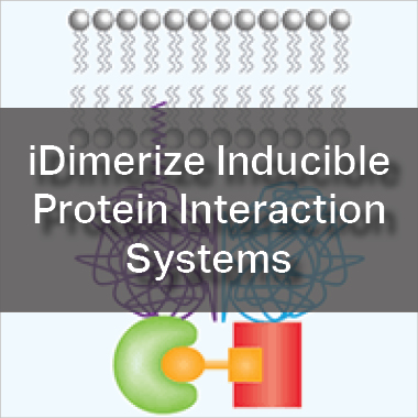 Inducible Protein Interaction Systems