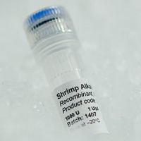 Shrimp Alkaline Phosphatase (ArcticZymes)