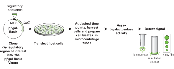 Flow chart of a chemiluminescent beta-galactosidase assay