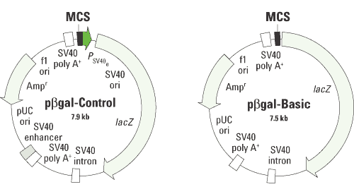 The pBeta gal mammalian reporter vectors