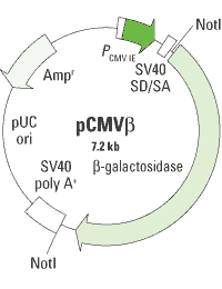 The pCMV Beta mammalian reporter vector