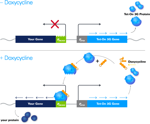 Tet-One System Mechanism — The Tet-On 3G transactivator protein is expressed constitutively from the human PGK promoter (PPGK) but is unable to bind to the TRE3G promoter (PTRE3G) in the absence of doxycycline (Dox)