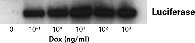 The Tet-One system is highly sensitive to low levels of doxycycline (Dox)