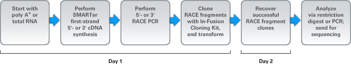 Overview of the SMARTer RACE 5'/3' Kit workflow