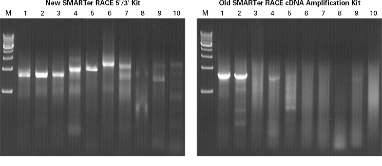 Comparing products from the new and old SMARTer RACE kits