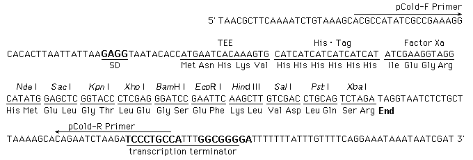 Multiple cloning site of pCold I DNA (Cat.# 3361).