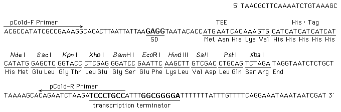 Multiple cloning site of pCold II DNA (Cat.# 3362)