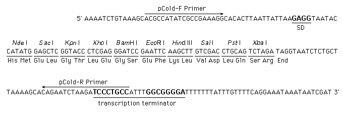 Multiple cloning site of pCold IV DNA (Cat.# 3364)