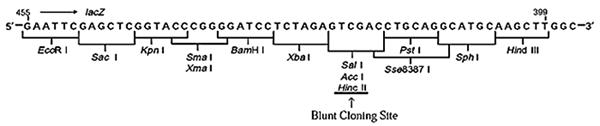 Cloning site of pUC118pUC118 Hinc II / BAPpUC118 DNA (BAP-treated) is a useful blunt-end cloning vector, prepared by cleavage with Hinc II, then dephosphorylated by alkaline phosphatase purified from E