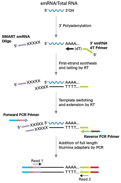 Schematic of technology used by the SMARTer smRNA-Seq Kit for Illumina