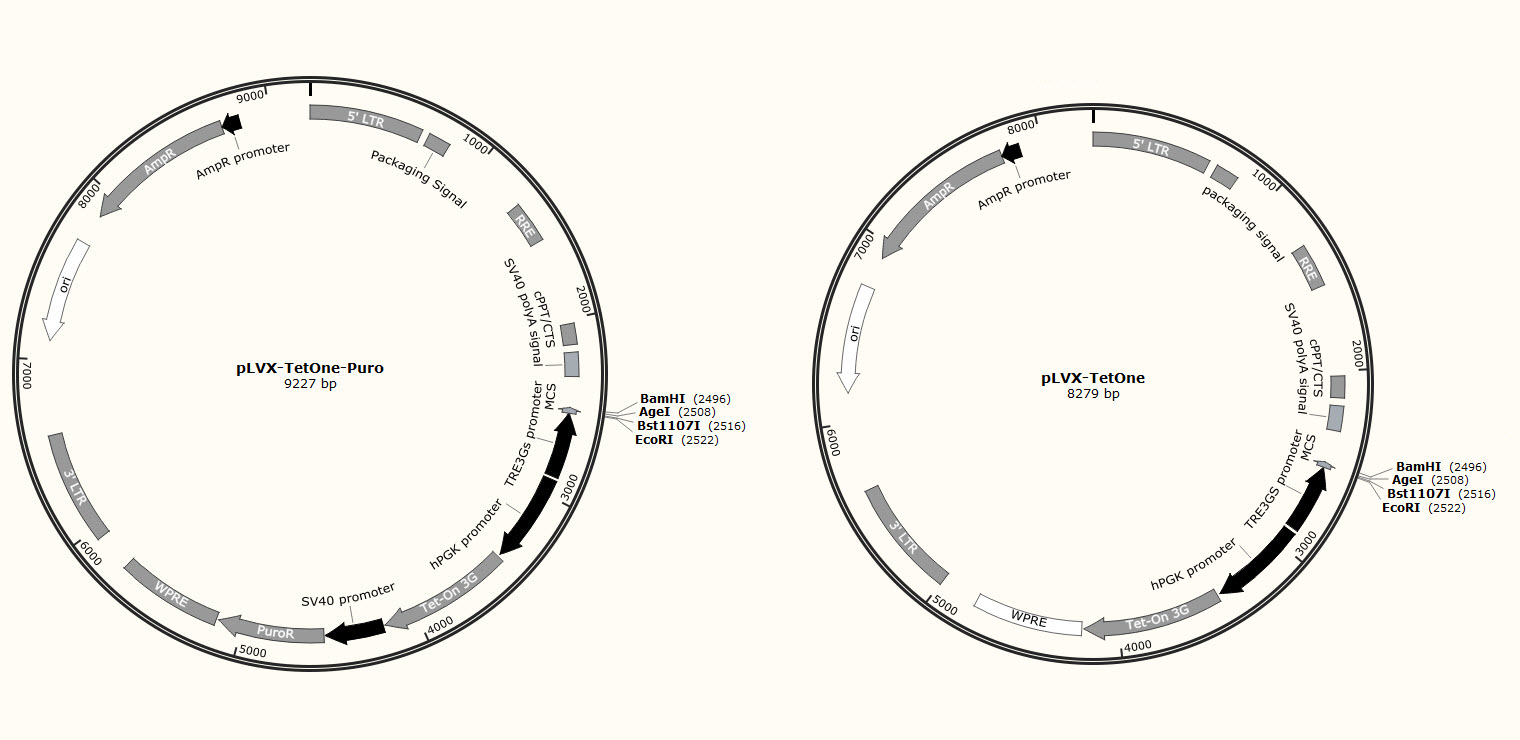 Lenti-X Tet-One Vector maps